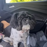 Pet care in Woolton - Skye C.