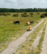 Pet care in Odiham - Ellie L.
