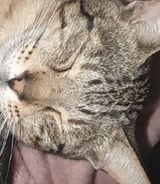Pet care in London - Kayla A.