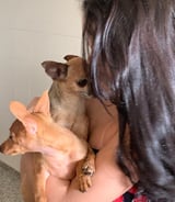 Pet care in Watford - Radyja F.