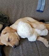 Pet care in Bursledon - Katie L.