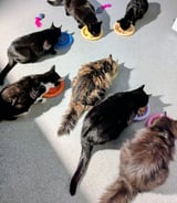 Pet care in Bletchley - C M.