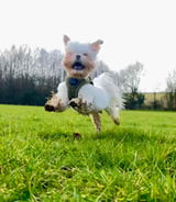 Housekeeper in Fulham - Happy home help needed for friendly family