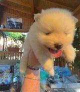 Pet care in Rutherglen - Millie H.