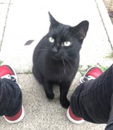 Pet care in Portsmouth - Eli W.
