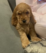 Pet care in Holywell - Someone to check in on our puppy whilst we’re at work.