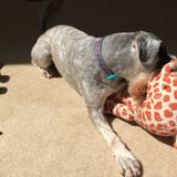 Pet care in Ware - Ayla A.