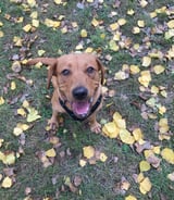 Pet care in Wombwell - Alicia W.