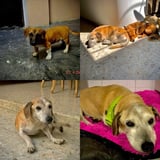 Pet care in Lambeth - Valeria S.