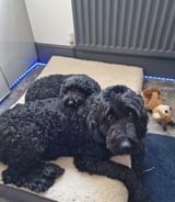 Pet care in Consett - Millie P.