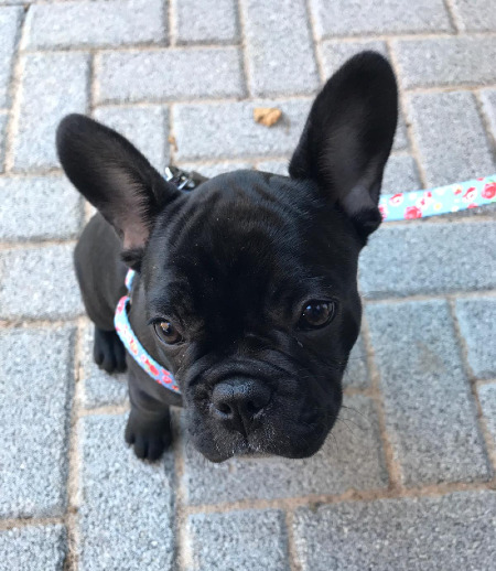 Pet care in Waterlooville - Mara G.