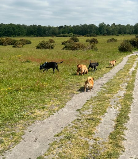 Pet care in Odiham - Ellie L.