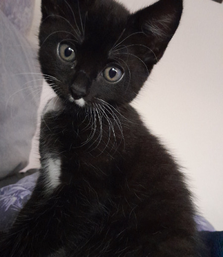 Pet care in London - Alannah D.